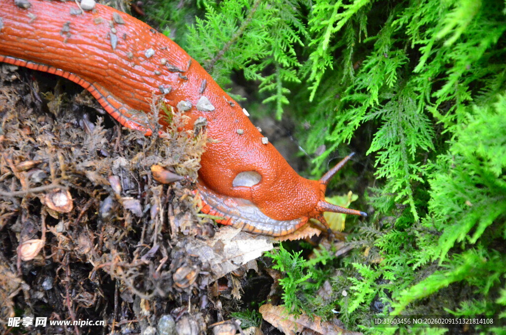 橙红色蛞蝓现身潮湿环境