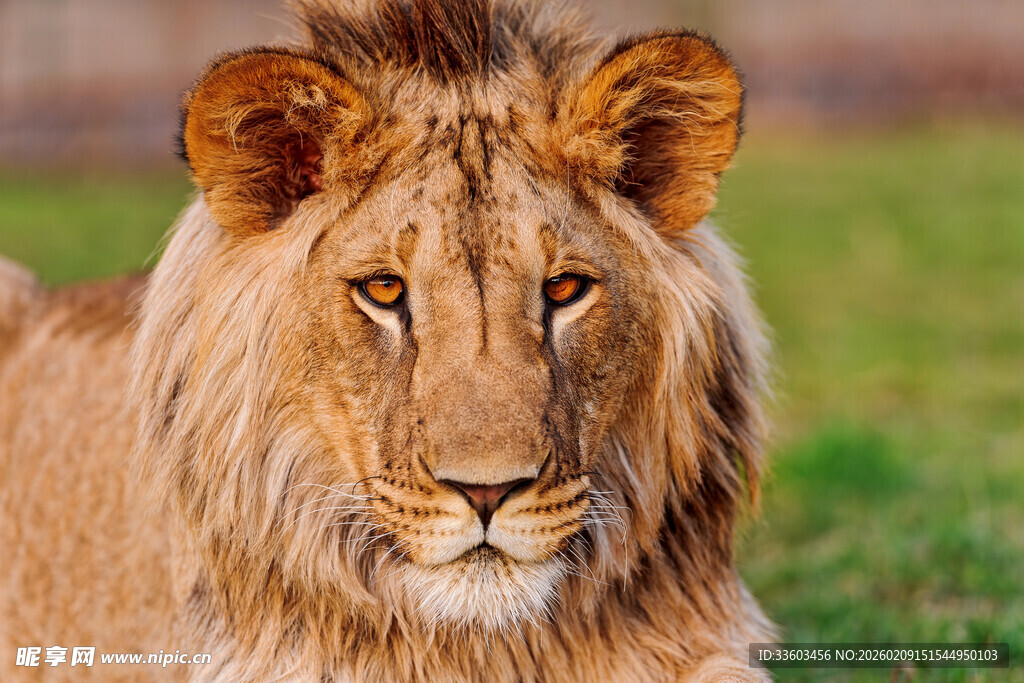草原雄狮特写