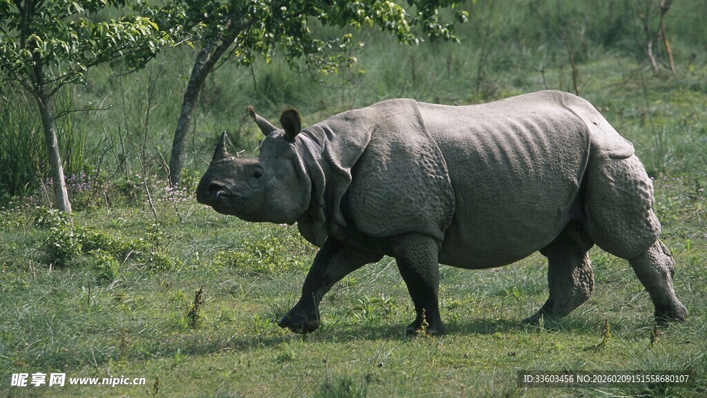 草原上行走的健壮犀牛