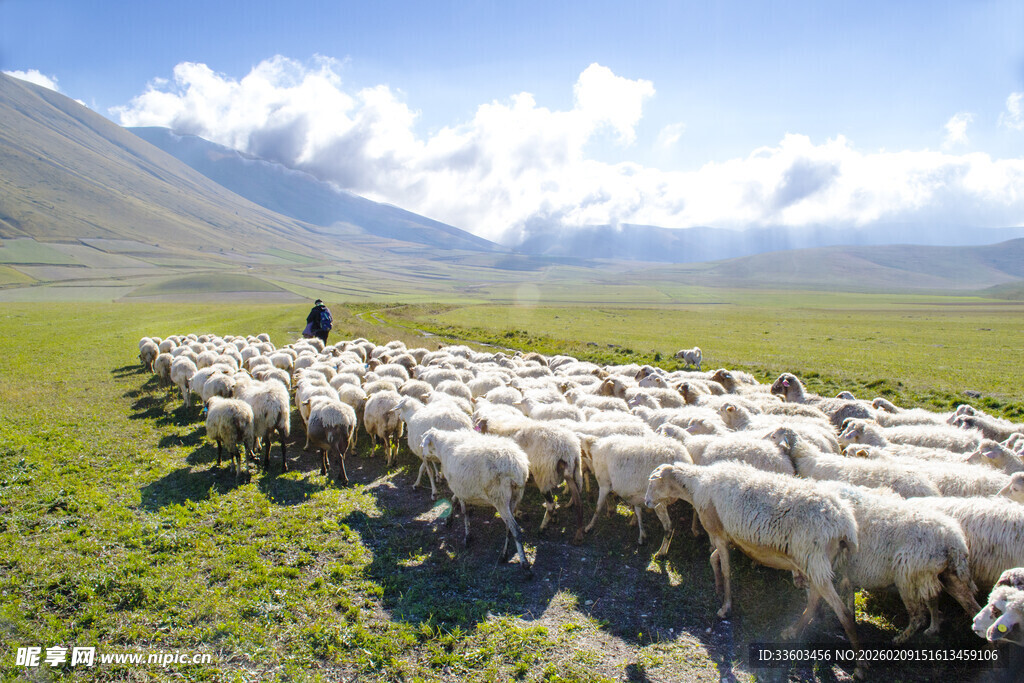 草原牧人赶羊群