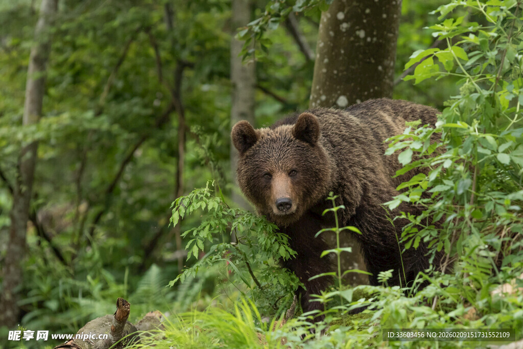 森林中漫步的棕熊