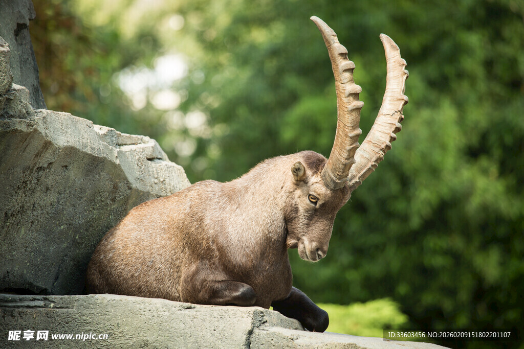 休憩的长角山羊