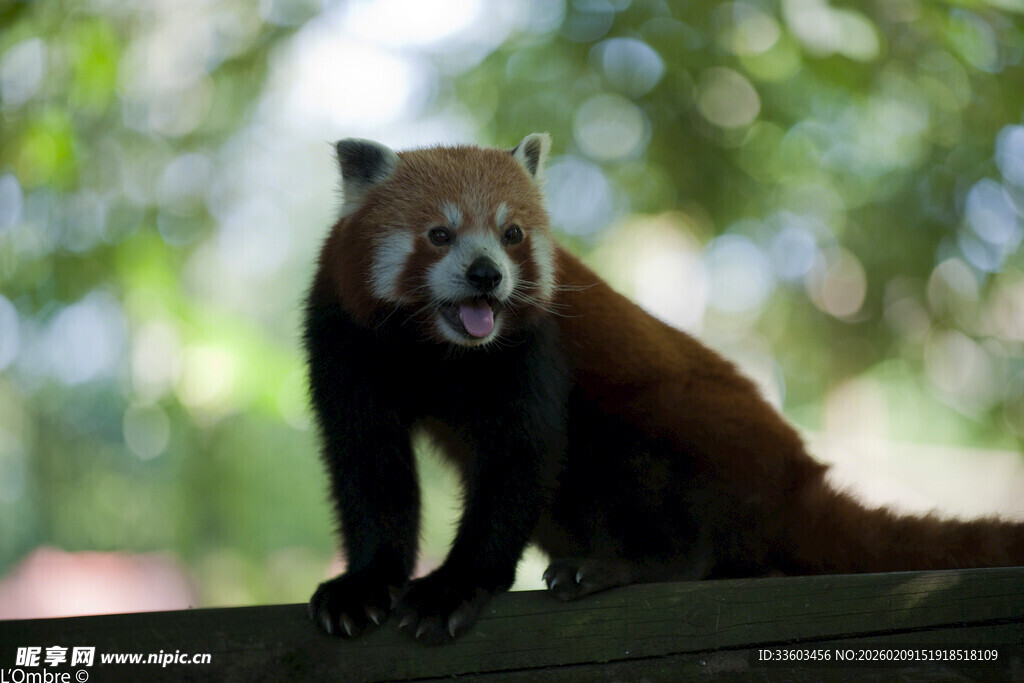 小熊猫坐于木上