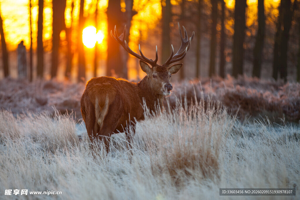夕阳下旷野中的雄鹿