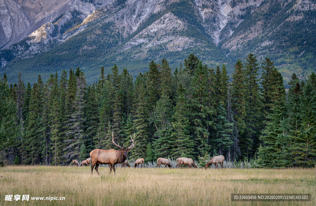草原上的麋鹿与山林美景