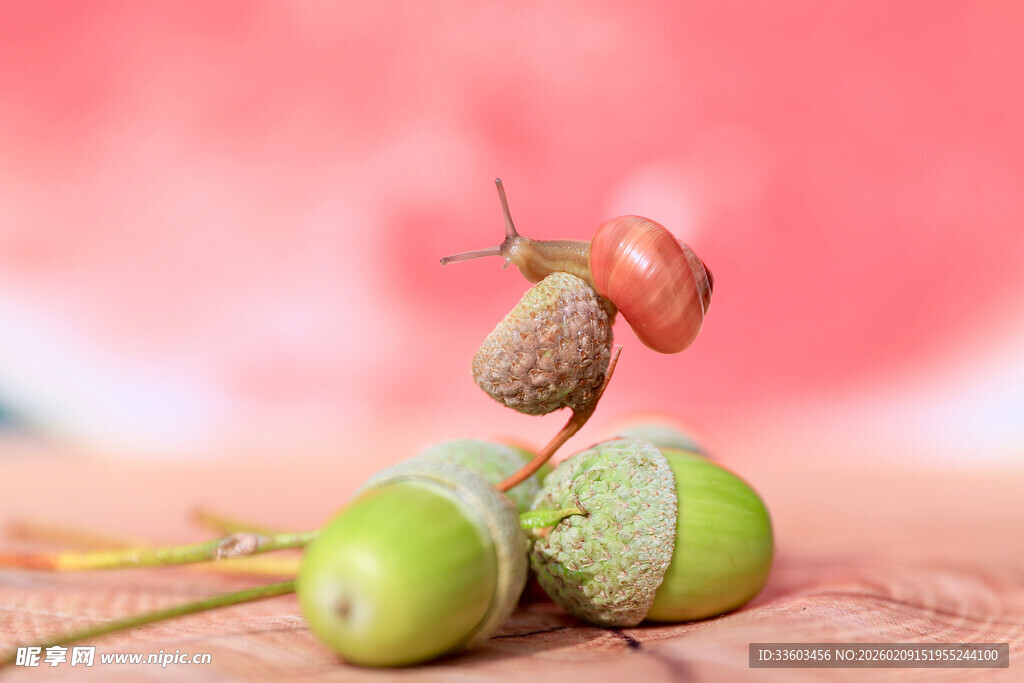 木桌上的青橡果与橡实