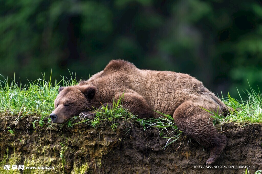 草地上休憩的棕熊