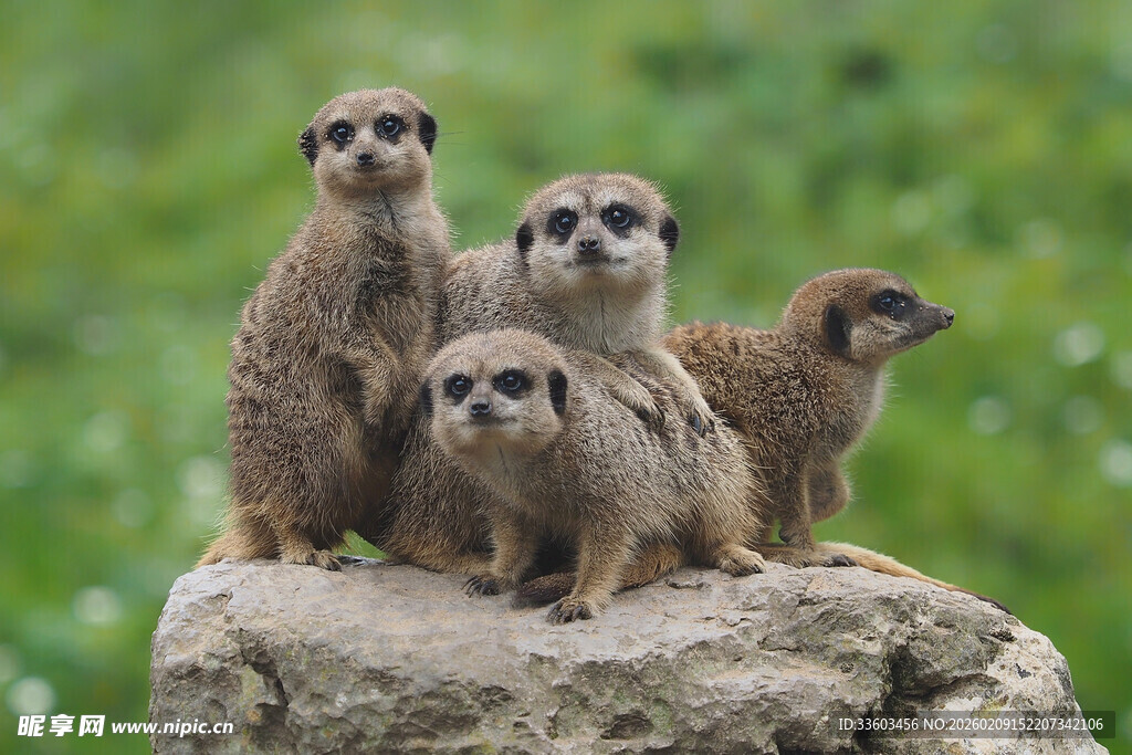 岩石上的猫鼬家族