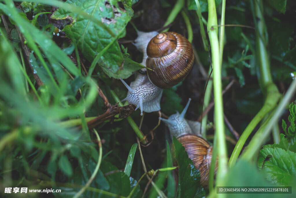 草丛中的几只蜗牛