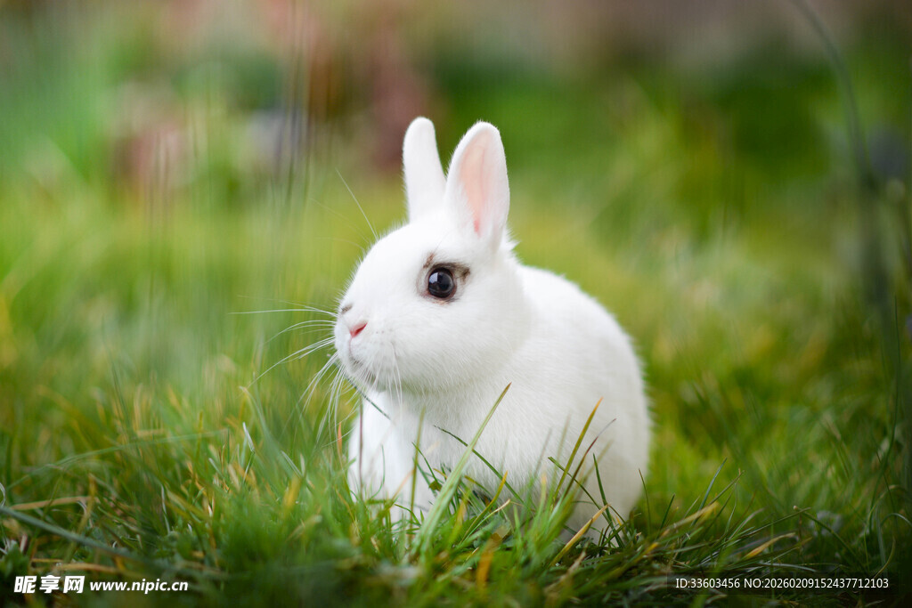草地上的可爱白兔