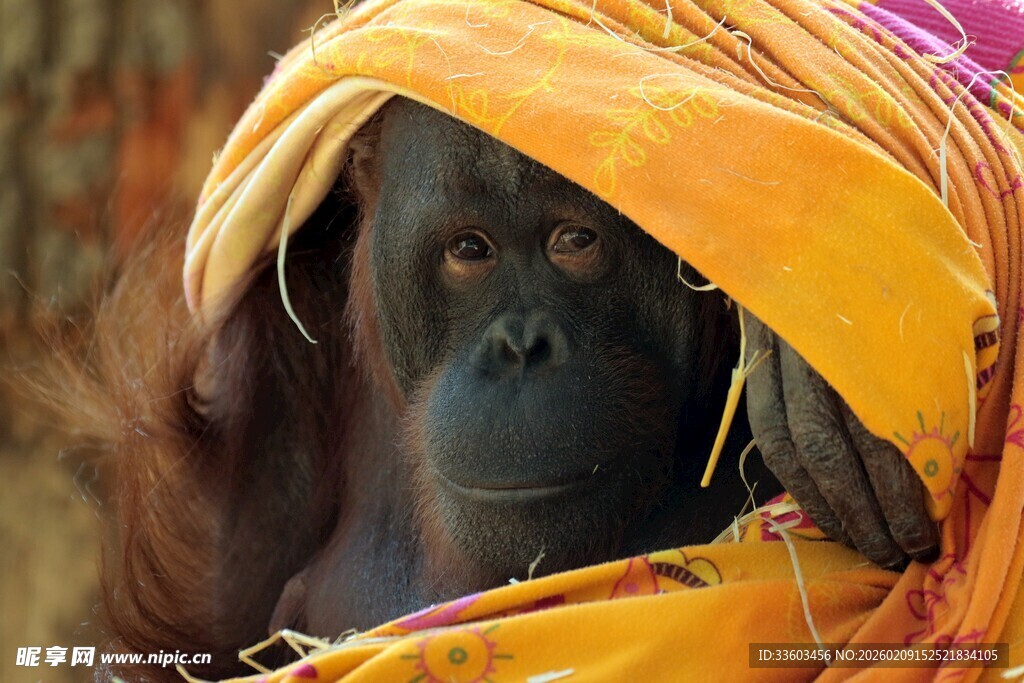 裹头巾的黑猩猩