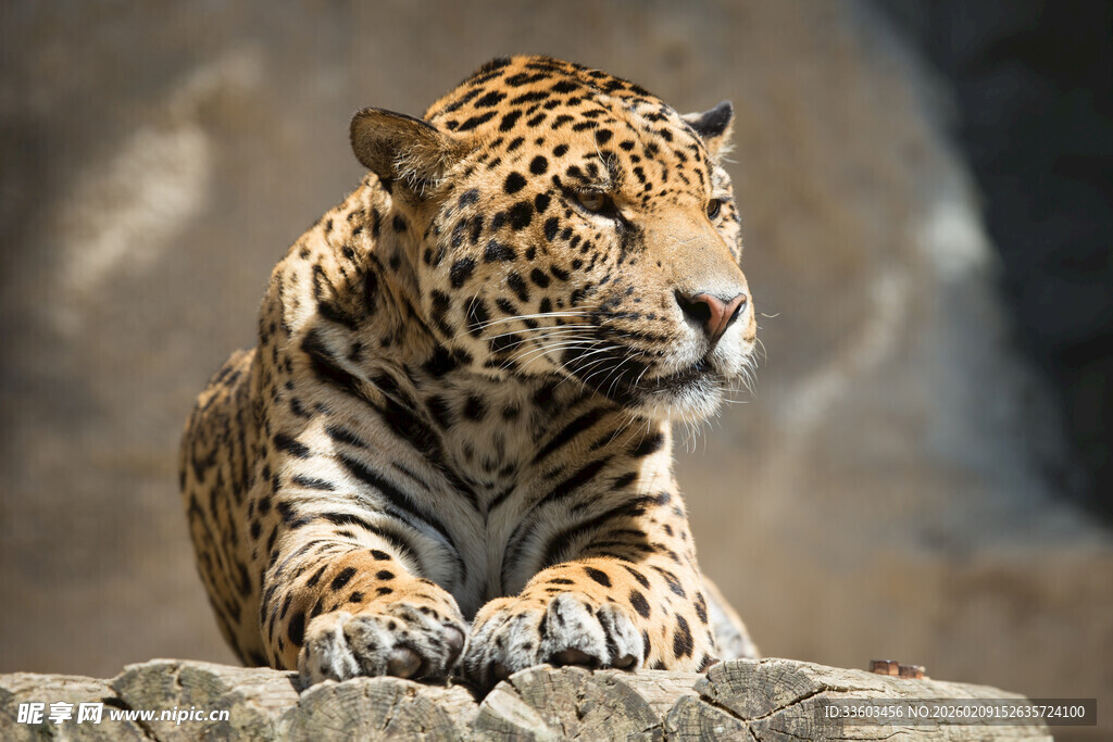 趴在岩石上的美洲豹