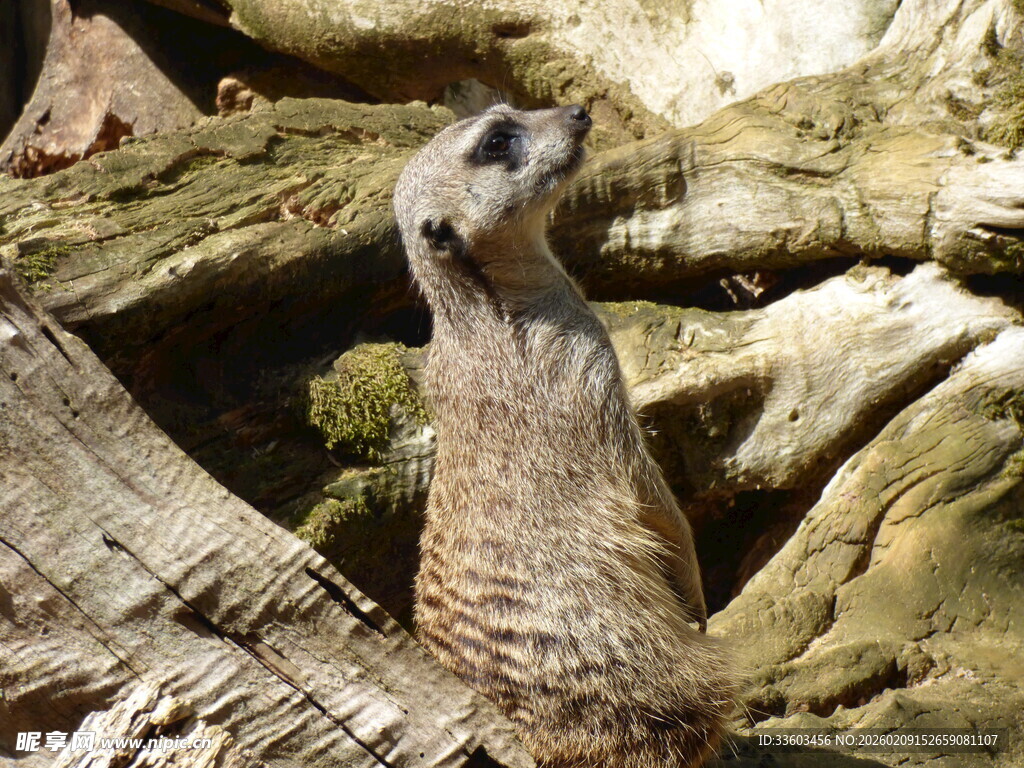 站立的猫鼬观察周围环境