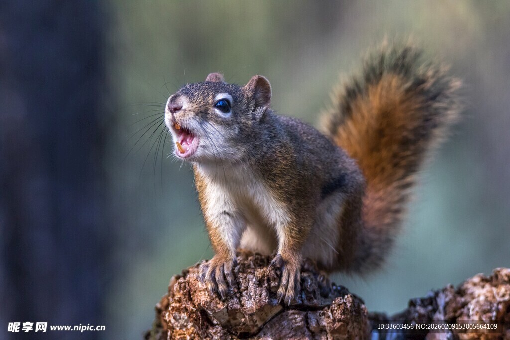 可爱松鼠于树桩上张望