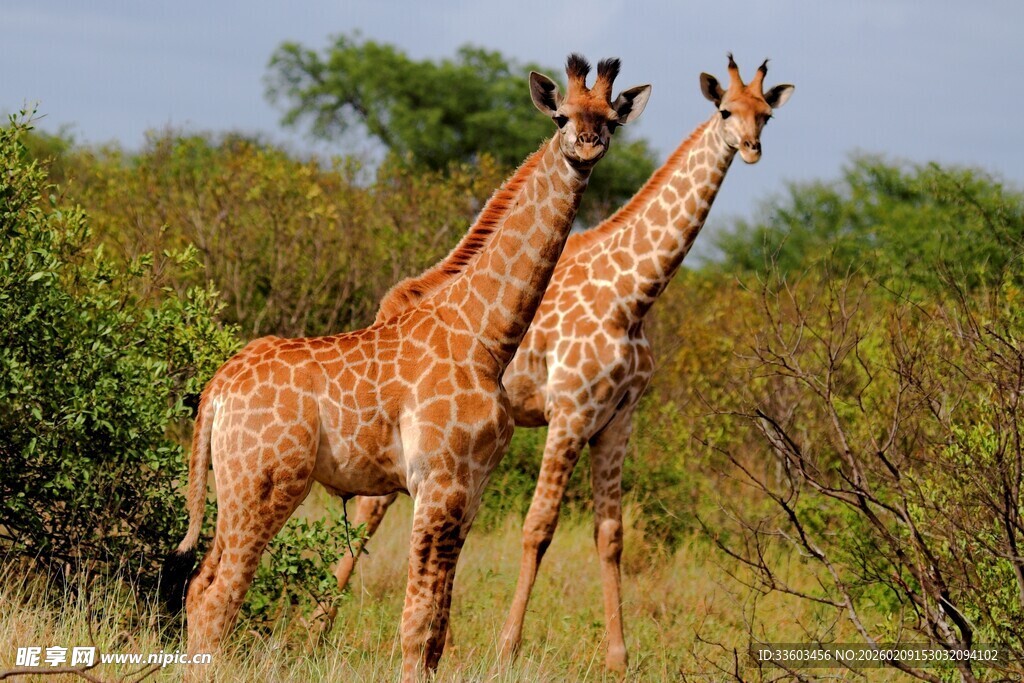 草原上的两只长颈鹿