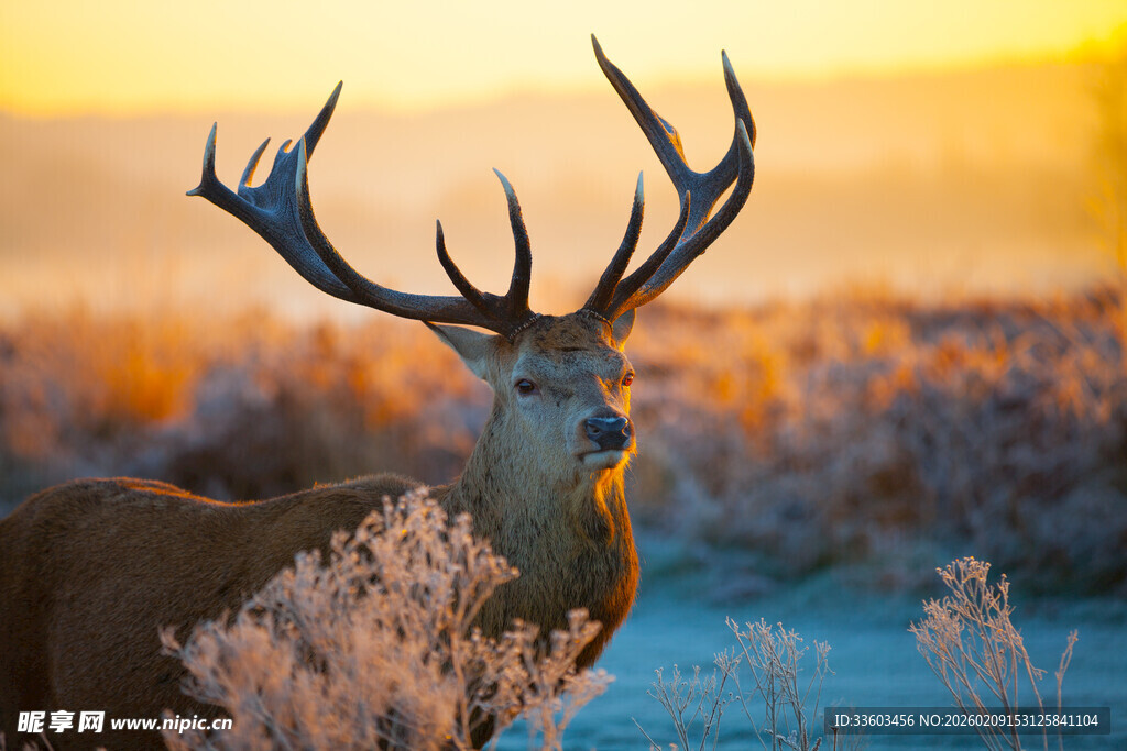 夕阳下的雄伟麋鹿