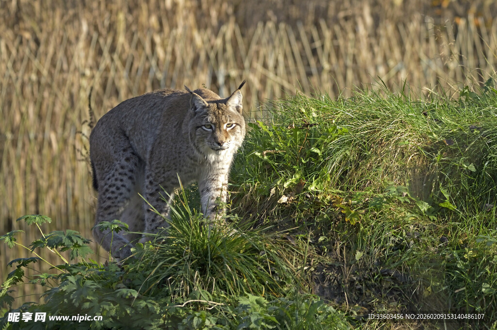 草丛中的山猫