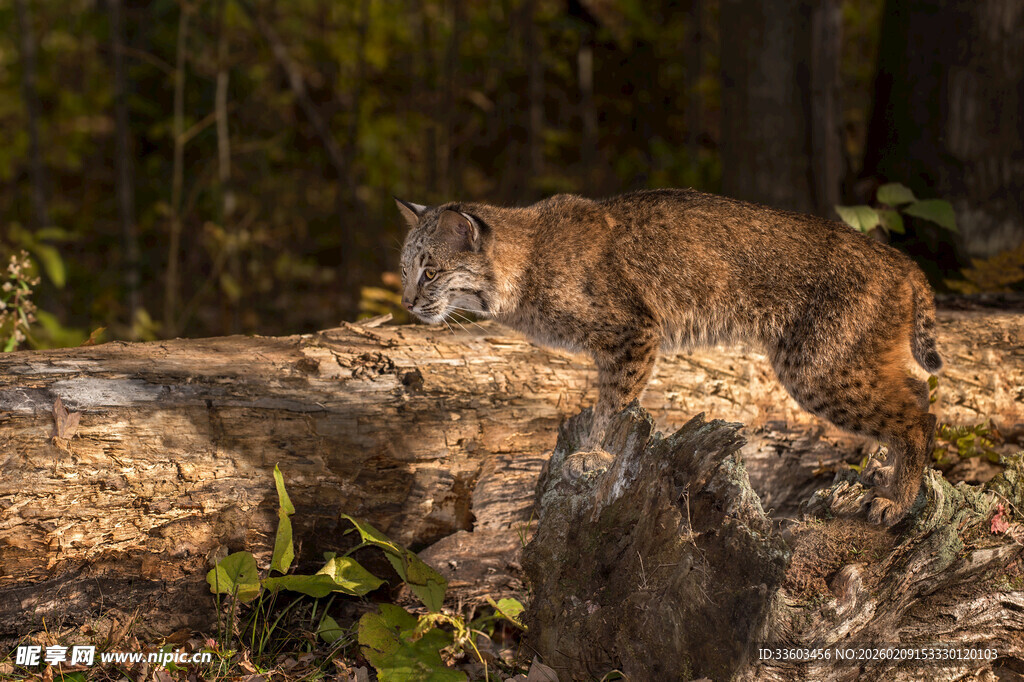 林中小山猫于树干上行走