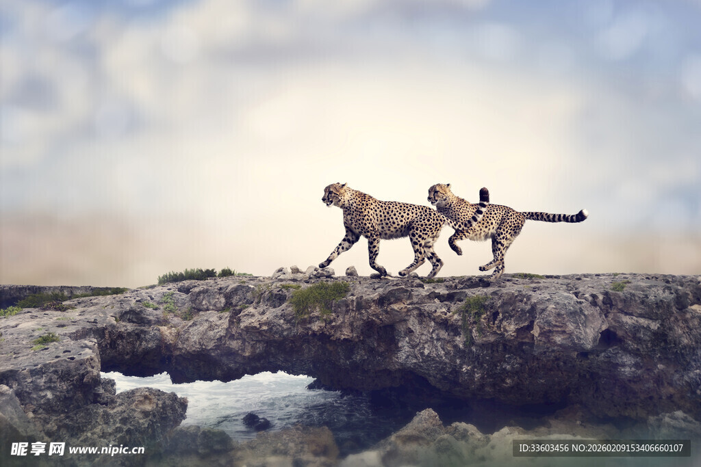 草原上行走的三只猎豹