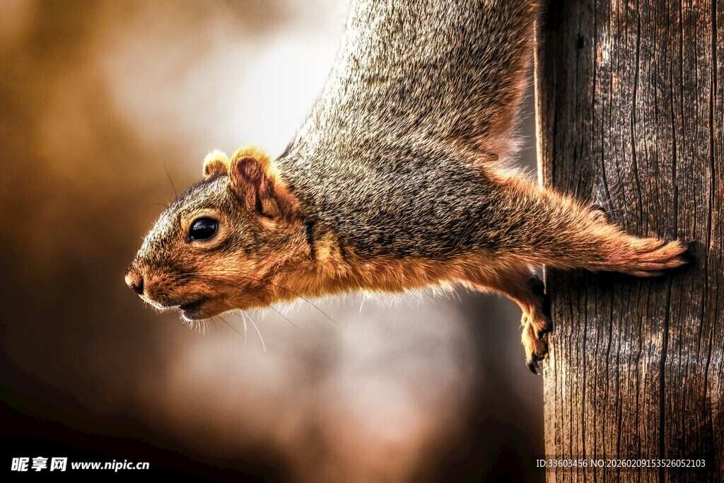 松鼠攀附树干瞬间