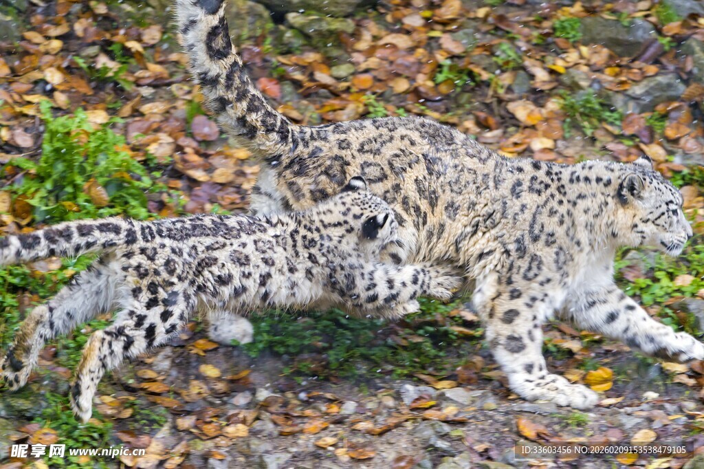 雪豹母子嬉戏于落叶间