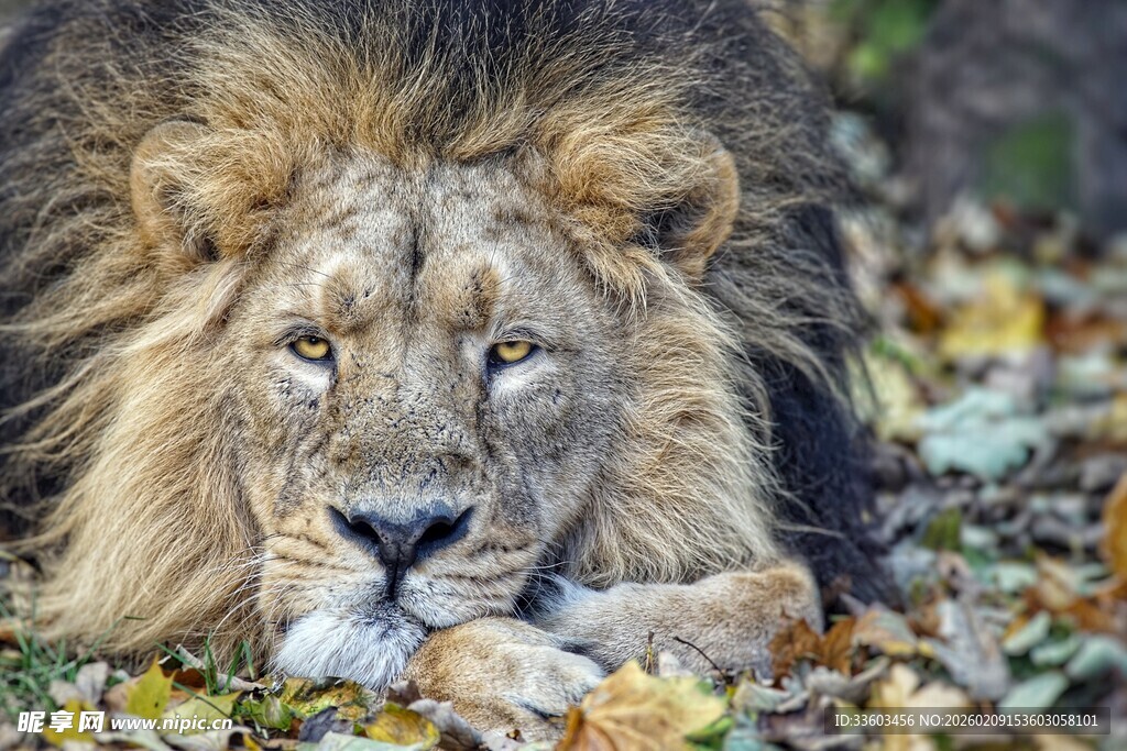 雄狮静卧于落叶之中