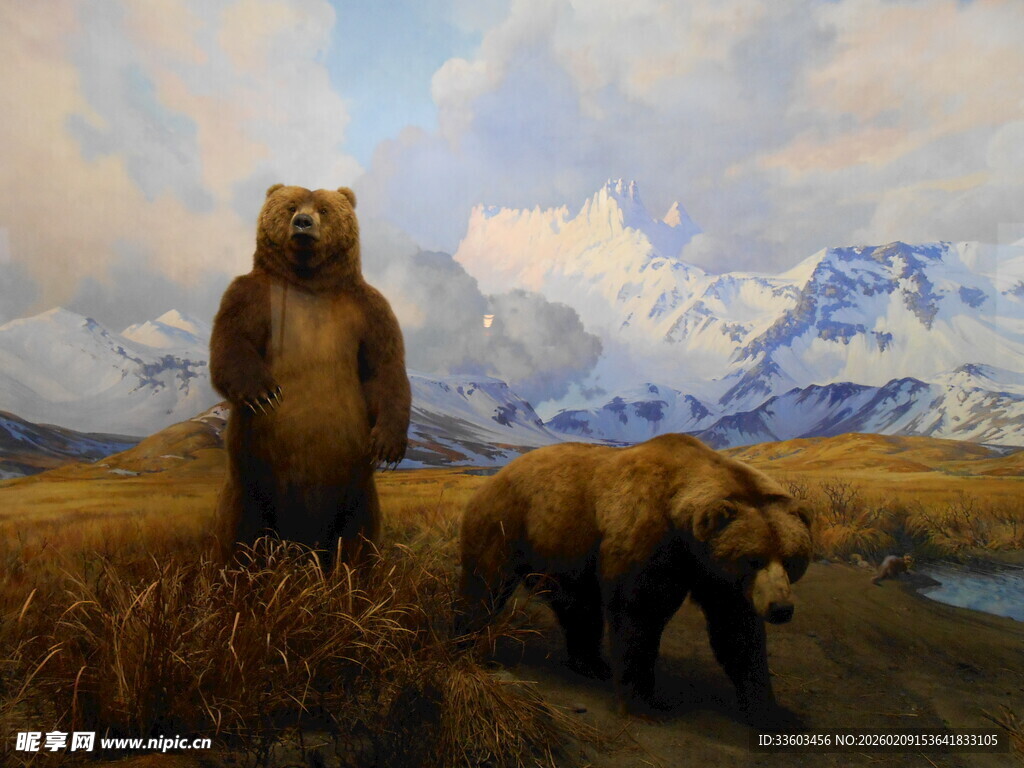 荒野中的两只棕熊