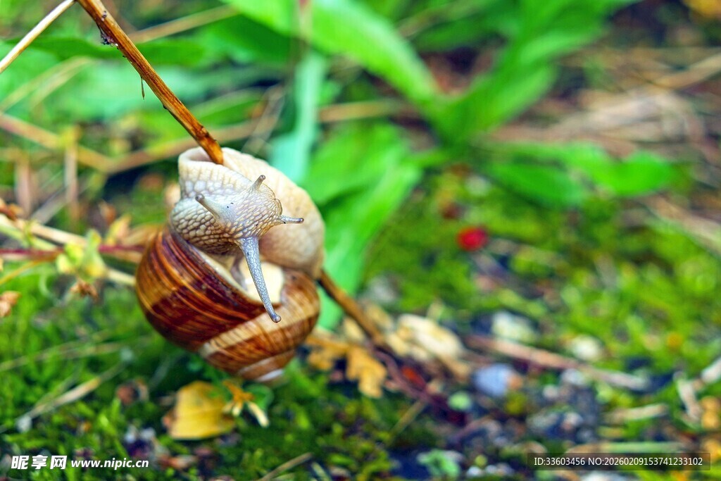 草丛中的蜗牛与枯叶