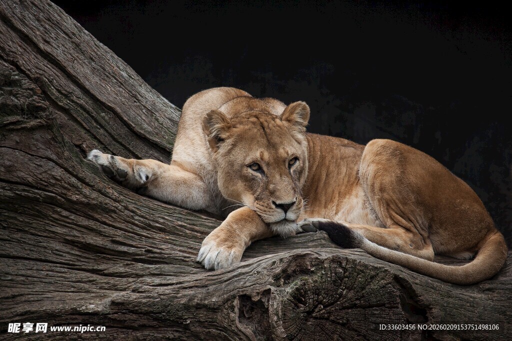 卧于树干的母狮