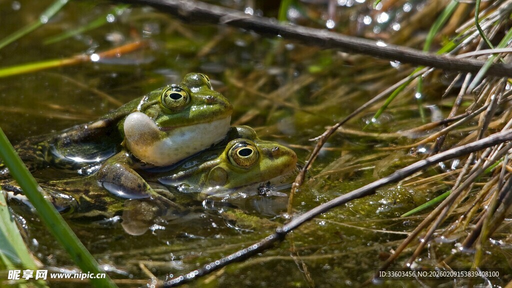水中青蛙