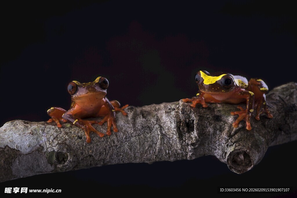 树枝上的多彩青蛙