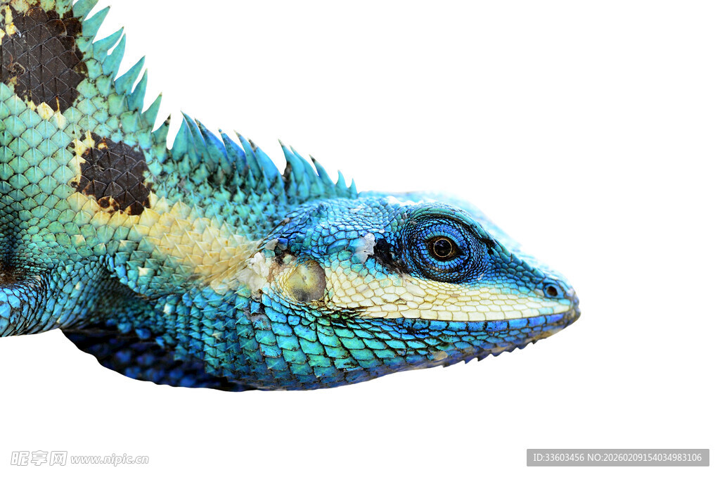 蓝绿相间的蜥蜴特写