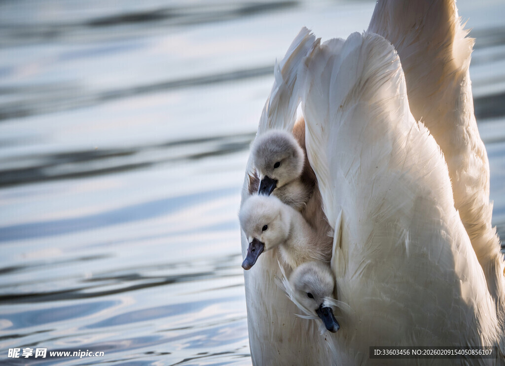 天鹅母子水中相依