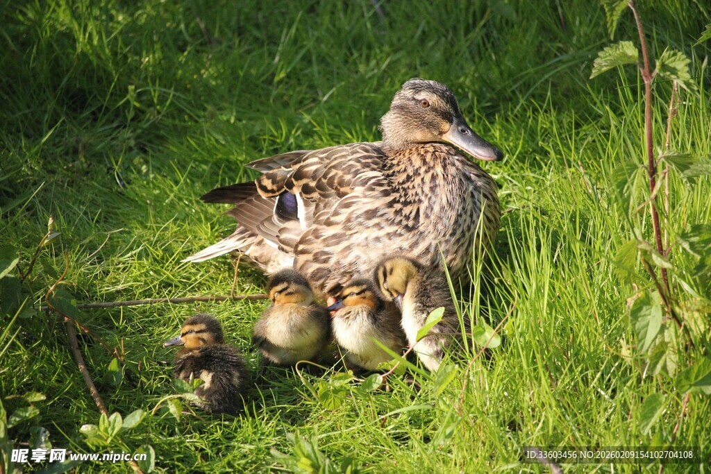 母鸭带小鸭于绿草地
