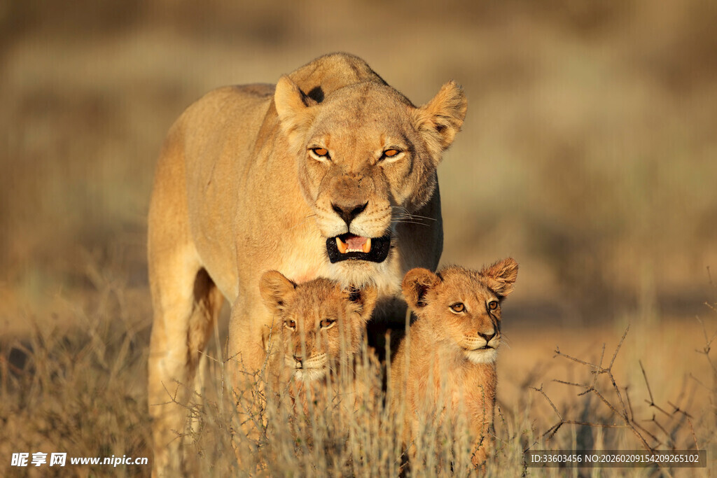 母狮与幼崽的草原时光