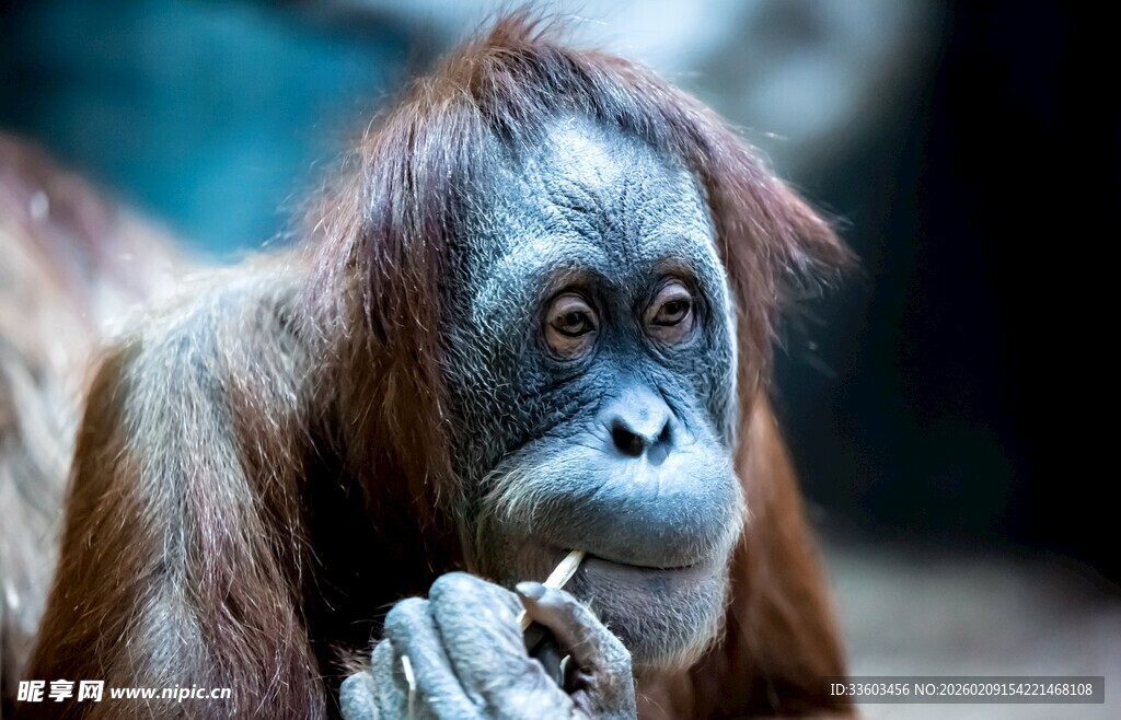 沉思的红毛猩猩