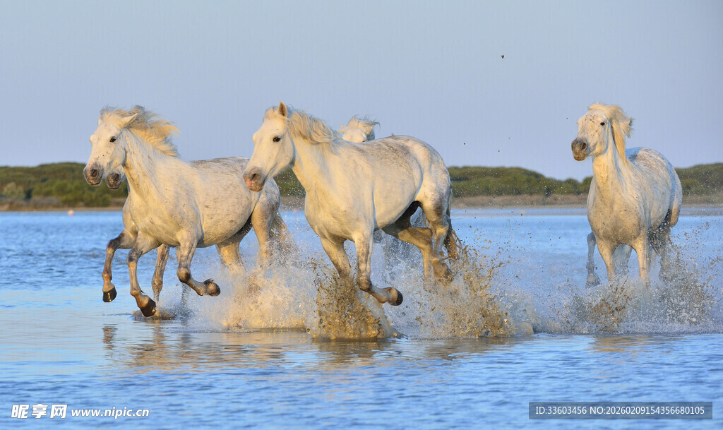 白马踏水奔腾
