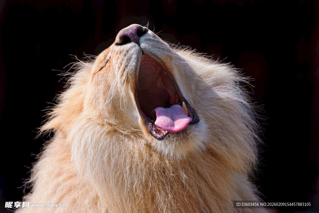 仰头吼叫的狮子
