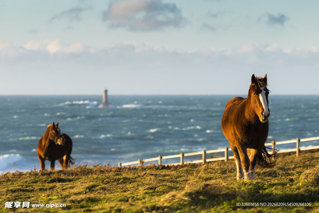 草原上的骏马与辽阔海景