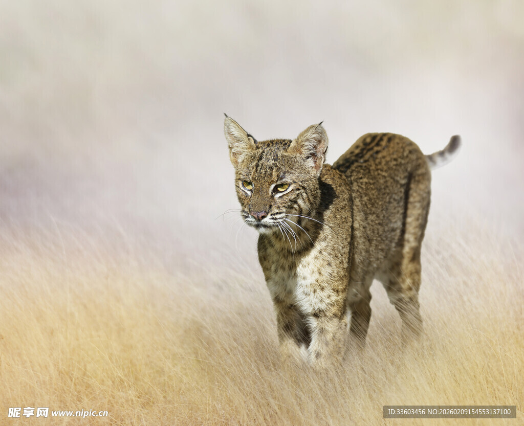 草原上行走的猞猁