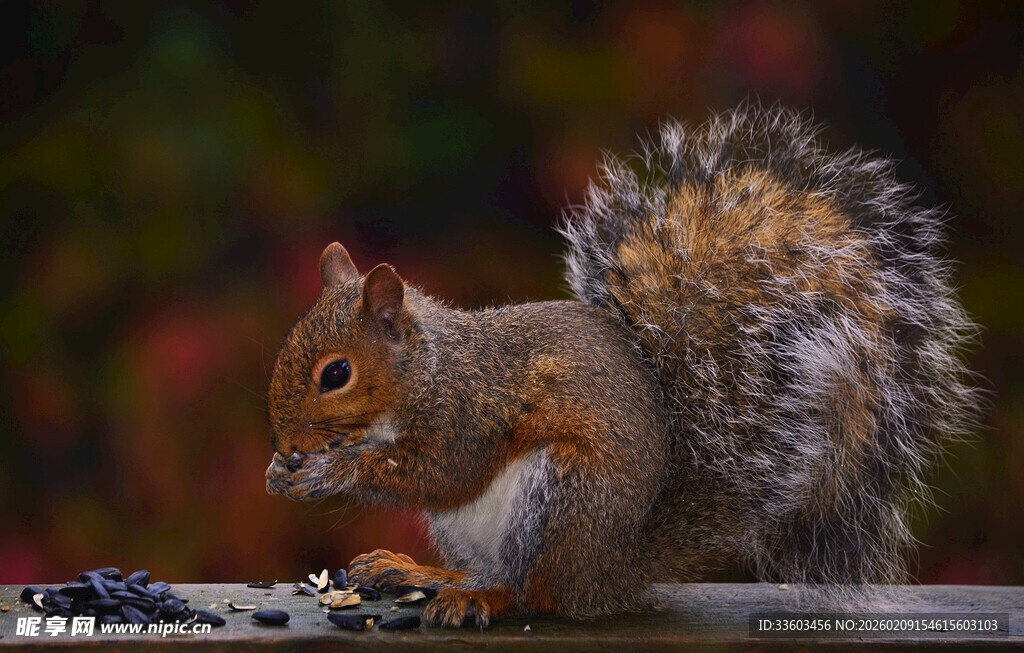 可爱松鼠专注进食瞬间