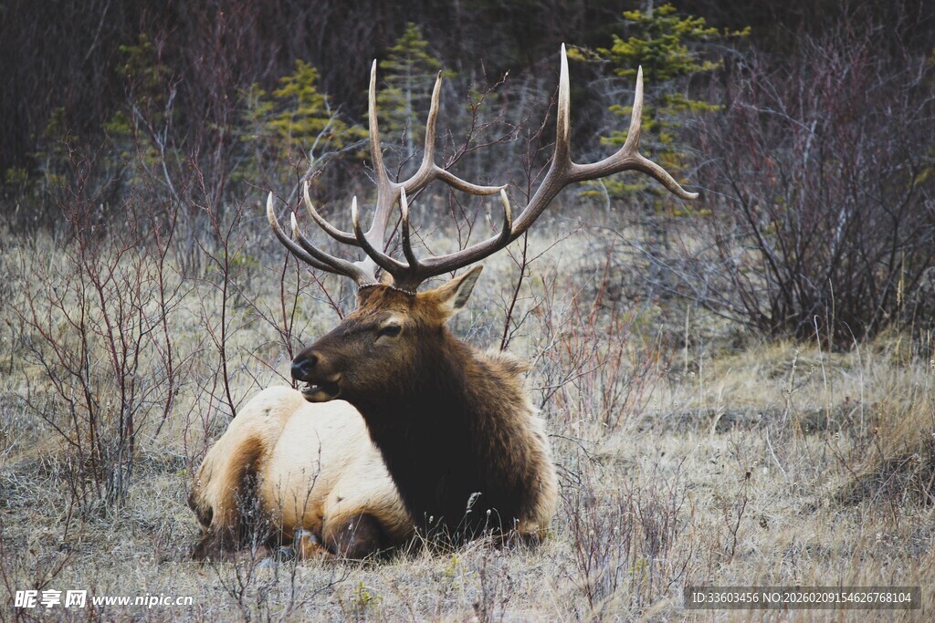 草原上休憩的大角麋鹿