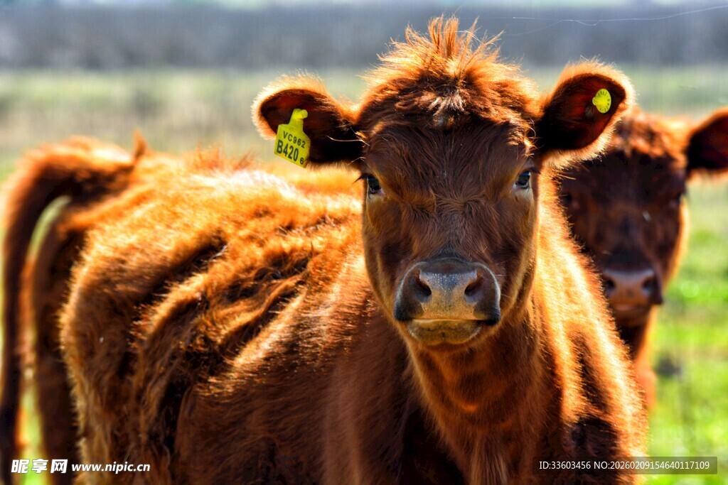 棕色小牛特写