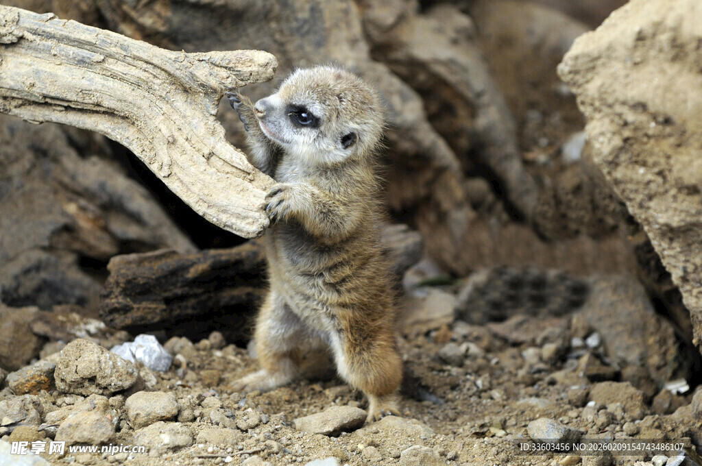 站立的狐獴眺望远方