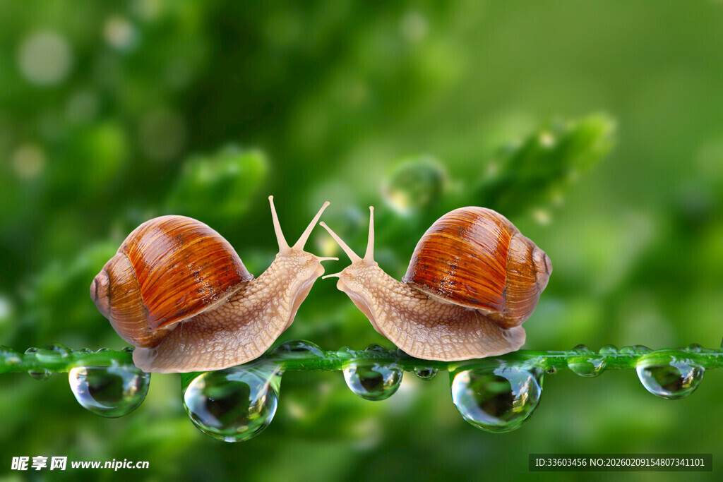 两只蜗牛在水珠上亲昵互动