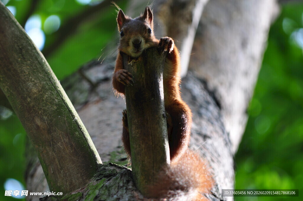 树上的松鼠