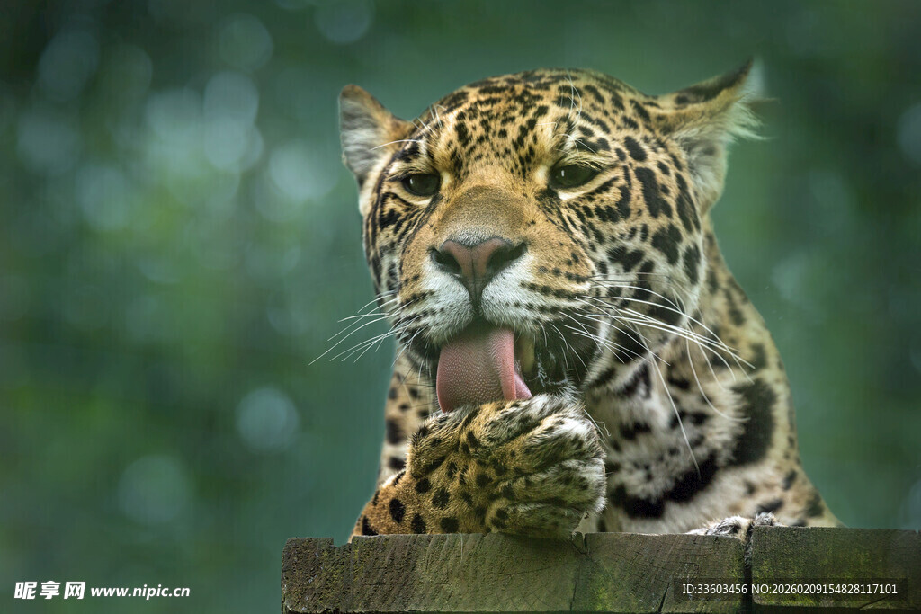 豹子吐舌特写