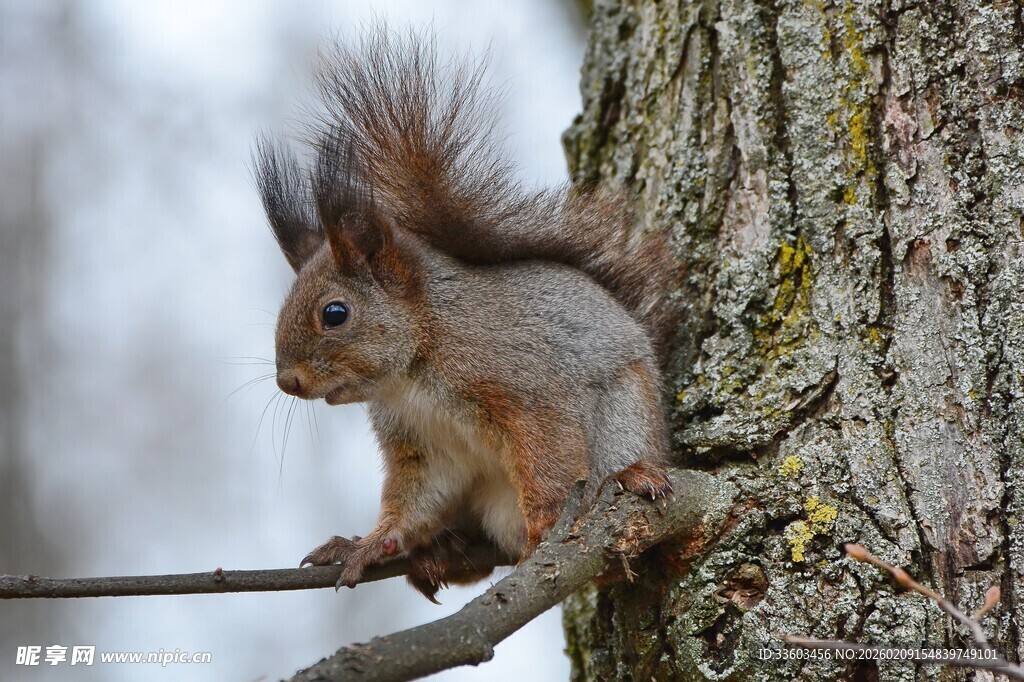 树干上的可爱松鼠