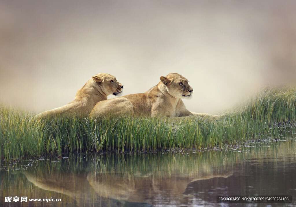 草原上休憩的三只狮子