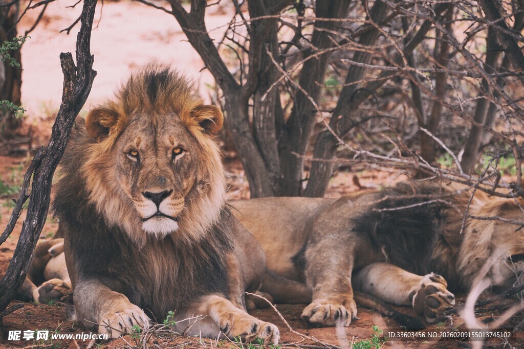 草原雄狮休憩场景